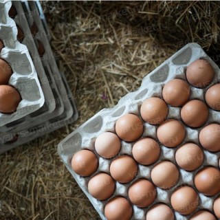 Ячейки для гусиных яиц