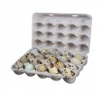 Картонная упаковка с крышкой для 20 перепелиных яиц  