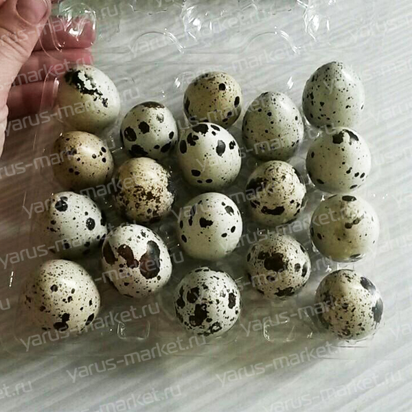 Контейнер для 18 перепелиных яиц. Купить контейнер для перепелиных яиц оптом дешево в магазине "ЯрусМаркет"